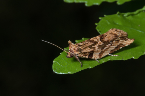 Sharp-Tipped Bell Moth photo 3