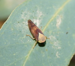 Brunotartessus fulvus