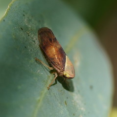 Brunotartessus fulvus