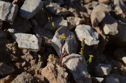Senecio krascheninnikovii