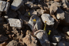 Senecio krascheninnikovii