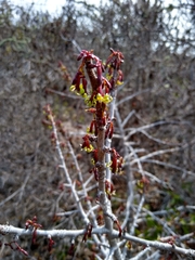 Vasconcellea chilensis