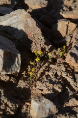 Senecio krascheninnikovii