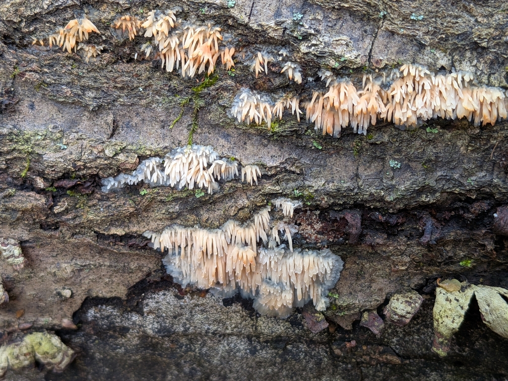 Radulomyces copelandii · December 2025 · photo: © robert_alabama (iNaturalist, cc0)