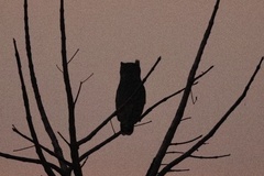 Bubo