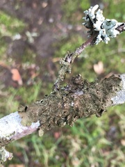 Melanohalea elegantula