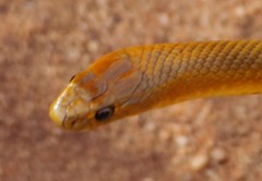 Pseudonaja aspidorhyncha