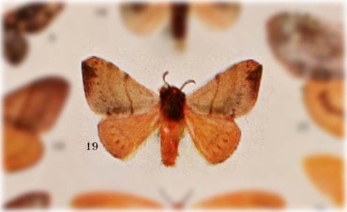 Cotana dubia