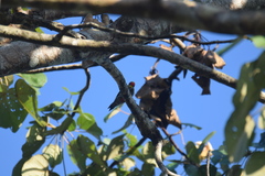 Melanerpes chrysauchen