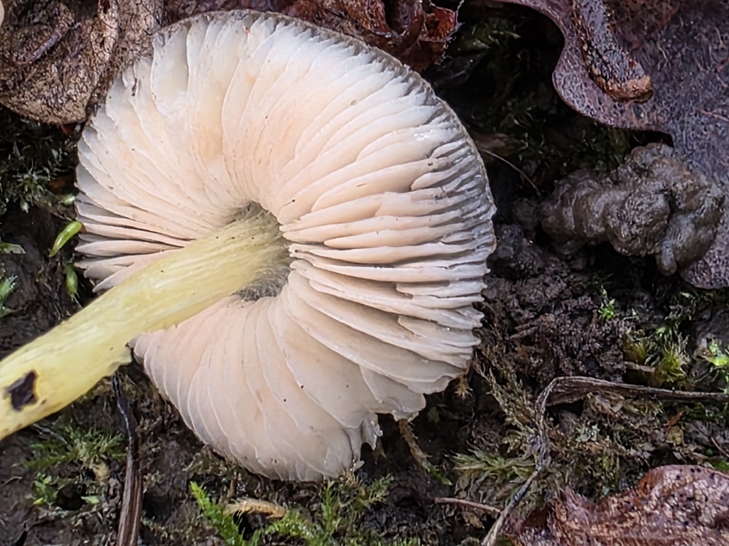 Pluteus romellii