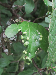 Eriophyes prunispinosae