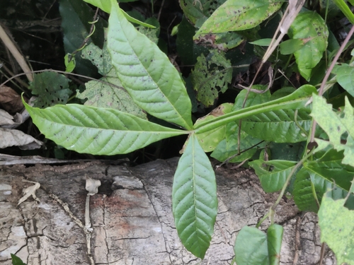 Vitex altissima, photograph 2