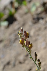 Linaria popovii