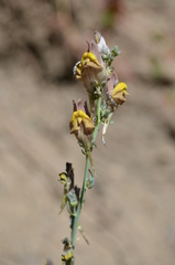 Linaria popovii