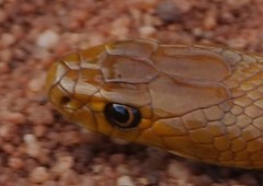 Pseudonaja aspidorhyncha