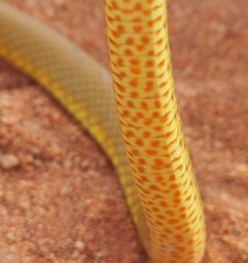 Pseudonaja aspidorhyncha