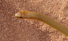 Pseudonaja aspidorhyncha