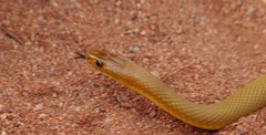 Pseudonaja aspidorhyncha