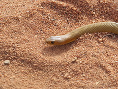 Pseudonaja aspidorhyncha