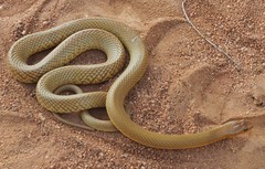 Pseudonaja aspidorhyncha