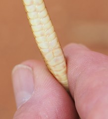 Pseudonaja aspidorhyncha