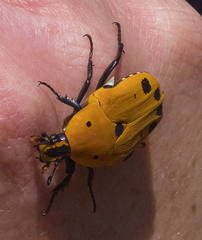 Euchroea auripigmenta