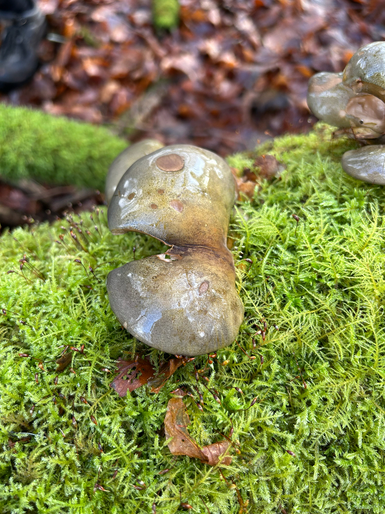 Sarcomyxa serotina · December 2025 · photo: © aimeesmoretti (iNaturalist, cc0)