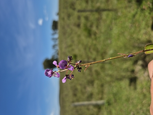 creeping beggarweed