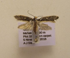 Monopis ethelella