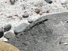 Microlophus atacamensis