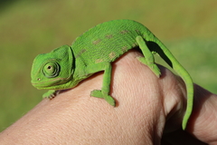 Chamaeleo chamaeleon chamaeleon