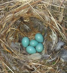 Phoenicurus phoenicurus