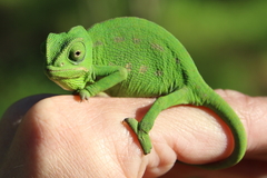 Chamaeleo chamaeleon chamaeleon