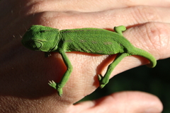 Chamaeleo chamaeleon chamaeleon