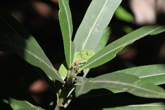 Chamaeleo chamaeleon chamaeleon