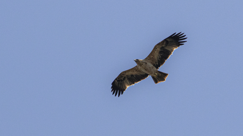 Aigle ibérique, jeune