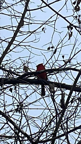 Northern Cardinal