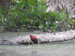 Jacana spinosa