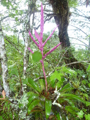 Tillandsia lucida