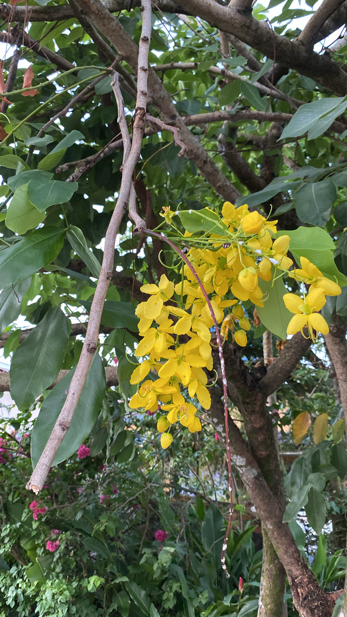 Cassia fistula