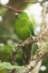 Norfolk Parakeet photo 3