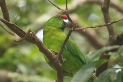 Norfolk Parakeet photo 4