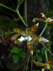 Oncidium stenoglossum