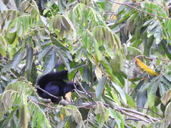 Sciurus aureogaster nigrescens