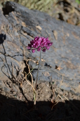 Allium oreophilum