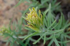 Castilleja pilosa