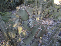 Euphorbia coerulescens