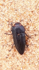 Sphenopterini