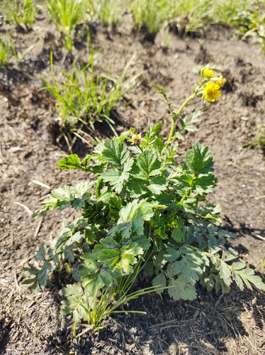 Geum brevicarpellatum
