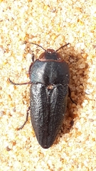 Sphenopterini